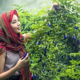 Five essential herbs to plant this spring