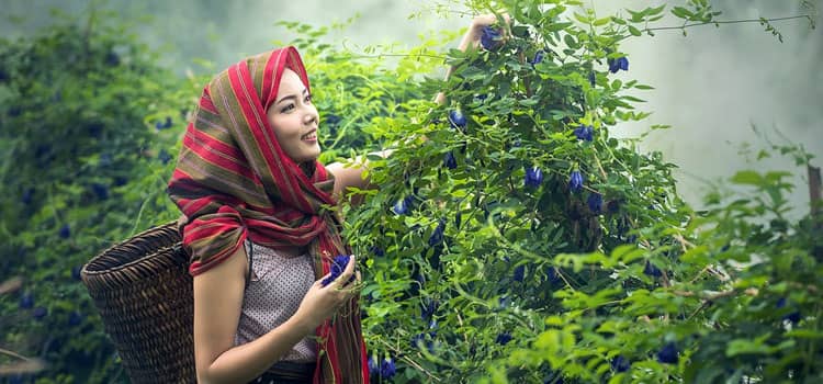 Five essential herbs to plant this spring